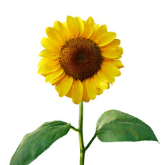 Sunflower isolated on transparent background