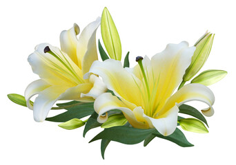 Yellow Lily flower bouquet isolated on transparent background