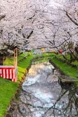 日本の風景・春　小江戸川越　新河岸川の桜並木