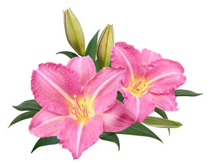 Pink lily flower bouquet isolated on transparent background