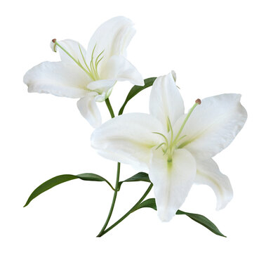 White Lily flower bouquet isolated on transparent background for card and decoration