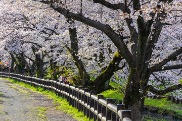 日本の風景・春　小江戸川越　新河岸川の桜並木