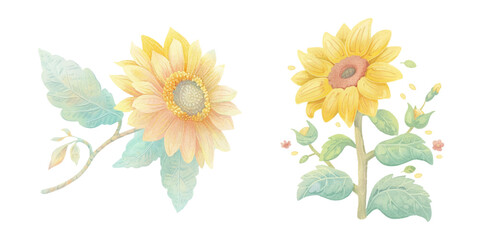 cute sunflower watercolour vector illustration 