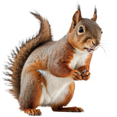 Squirrel isolated on transparent background. Generative AI.