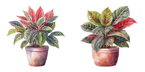  croton plant in a pot watercolor vector illustration © Finkha
