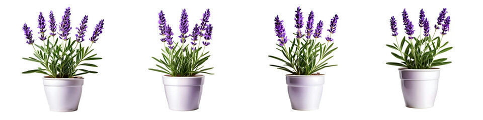 House parlor plant Lavender plant in modern pot or vase isolated on transparent background generative ai