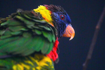 ゴシキセイガイインコ