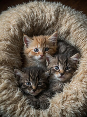 A group of three fluffy kittens