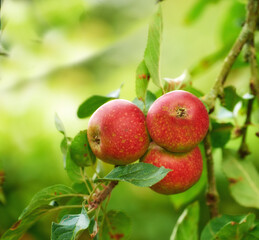 Red apples, orchard and trees with nature, countryside and summer with garden and leaves. Fruit, eco friendly and sunshine with growth and agriculture with farmland or food with plants or ecology