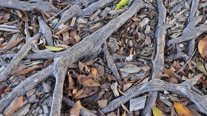 Background tree roots . Roots near the tree
