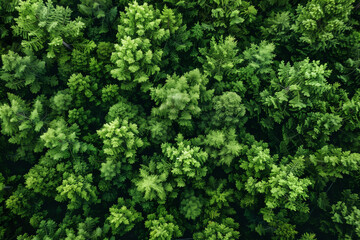 Naklejka premium Drone aerial of forest 