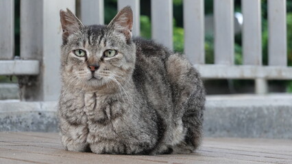 大阪ののらねこ