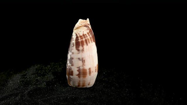 Conus geographus Seashell on a black sand HD
