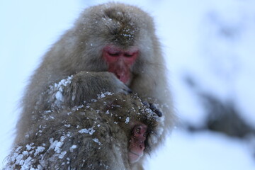 Snow monkeys bathing in hot springs