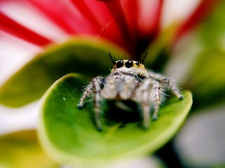 the beauty of macro photography of jumping spider Phidippus Audax regius perched on the branches of plants
