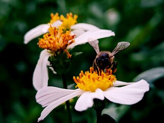 macro photography of cute and adorable orange bee that often forage around flowers in the yard