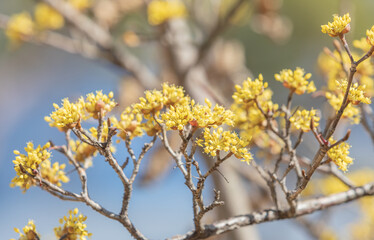 Cornelian flowers bloom in early spring.   japanese cornel, Japanese cornel dogwood, Japanese cornelian cherry, Cornus officinalis