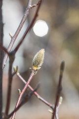 Magnolia buds discovered in early spring. warm spring sunshine -  mokryeon, kobushi magnolia,...