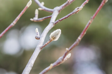 Magnolia buds discovered in early spring. warm spring sunshine -  mokryeon, kobushi magnolia, Magnolia kobus