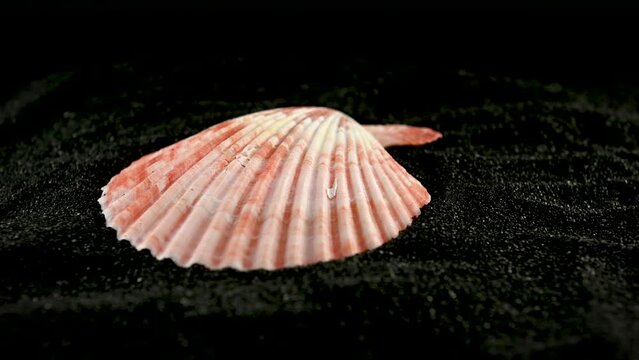 Pecten Seashell on a black sand HD
