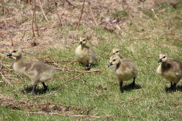 Goslings On The Grass, William Hawrelak Park, Edmonton, Alberta