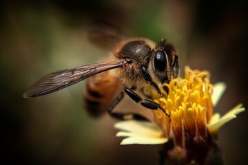 macro photography of cute and adorable orange bee that often forage around flowers in the yard