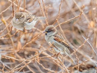 Two Sparrows sits on a branch without leaves.