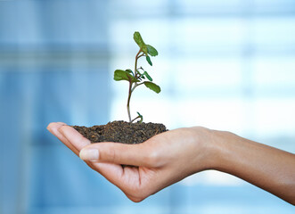 Person, hand and soil with plant for nature growth or future sustainability as earth day, climate...