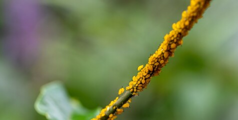 Aphids on a plant in a garden in South Africa