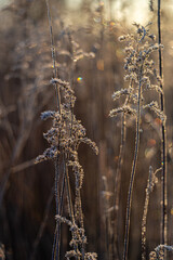 Uschnięte zeszłoroczne rośliny zamarznięte pokryte szronem