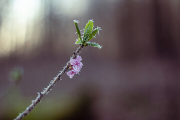 Wawrzynek  różowo kwitnąca wczesnowiosenna roślina pokryta szronem