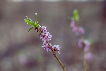 Wawrzynek  różowo kwitnąca wczesnowiosenna roślina pokryta szronem