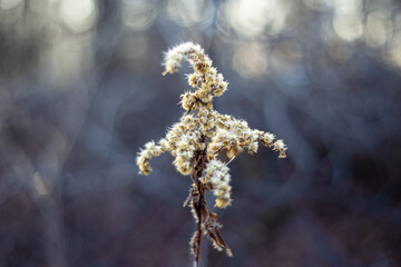 Uschnięte zeszłoroczne rośliny zamarznięte pokryte szronem