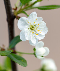 Flowers on a cherry tree in spring. Close-up