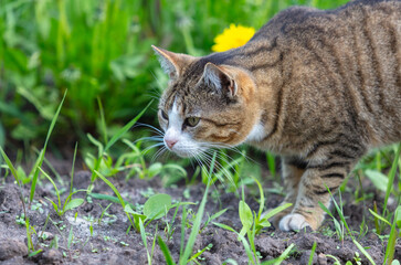 Portrait of a cat resting on green grass