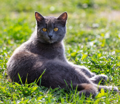 Portrait of a cat resting on green grass