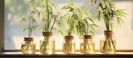 A row of glass jars on a windowsill containing decorative bamboo plants. The green bamboo leaves are visible through the transparent glass. The jars are neatly lined up against each other.