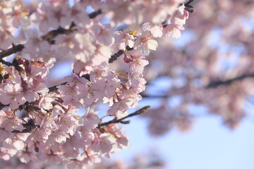 春の日差しを受けて綺麗に咲いた河津桜