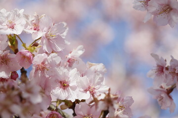 春の日差しを受けて綺麗に咲いた河津桜