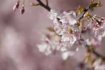春の日差しを受けて綺麗に咲いた河津桜