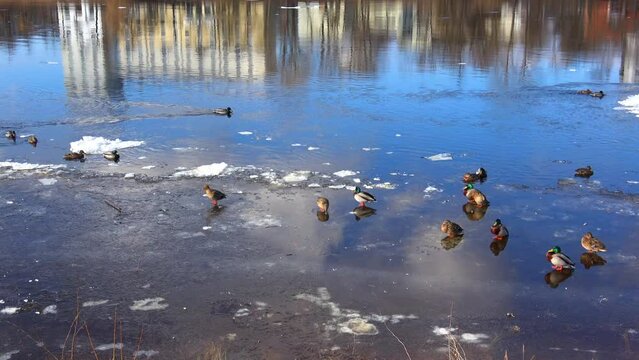 Ducks on spring ice