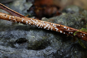 Cephaloscypha mairei, also called Flagelloscypha mairei, tiny white cup fungus growing on dead ferns, fungus from Finland