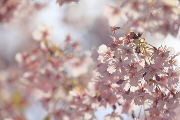 春の日差しを受けて綺麗に咲いた河津桜