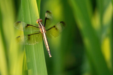 Pied Paddy Skimmer (Neurothemis tullia) is sitting on a paddy leaf. It is a species of dragonfly...