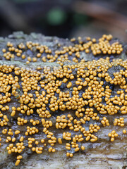 Trichia varia, slime mold from Finland, no common English name
