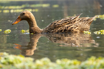 A brown duck is swimming in pond in the village. Ducks are aquatic birds that can live in fresh water and salt water. It's a common domestic animal in rural areas in Bangladesh.