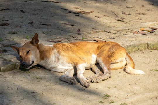 A dog sleeps on the ground in a village backyard in Bangladesh. 