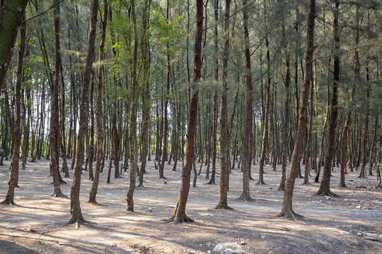 Coastal forest near the sea. In Bangladesh these trees are known as Jhau trees. Its scientific name Casuarina equisetifolia.