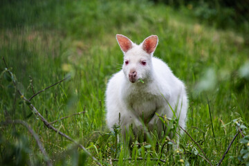 White kangaroo stands peacefully in a grassy field. The kangaroo is a symbol of Australia's unique wildlife, - 754711725