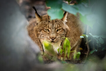Eurasian lynx: A majestic big cat in the Czech Republic - 754711731